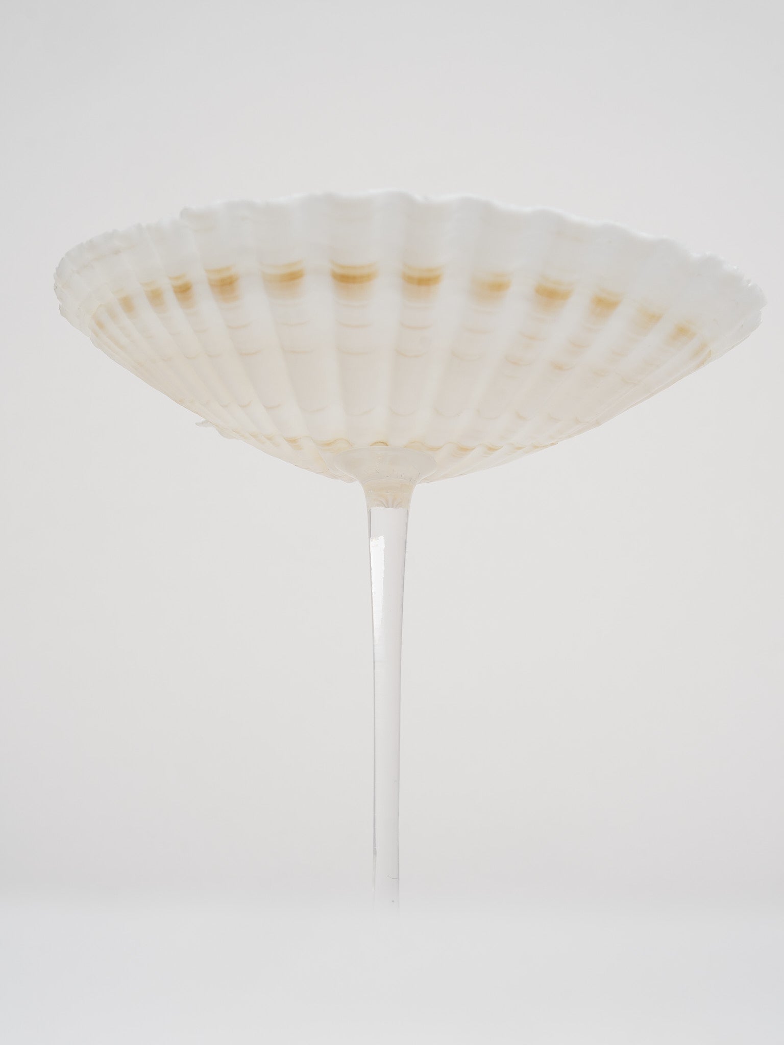 Ariel Scallop sklenice