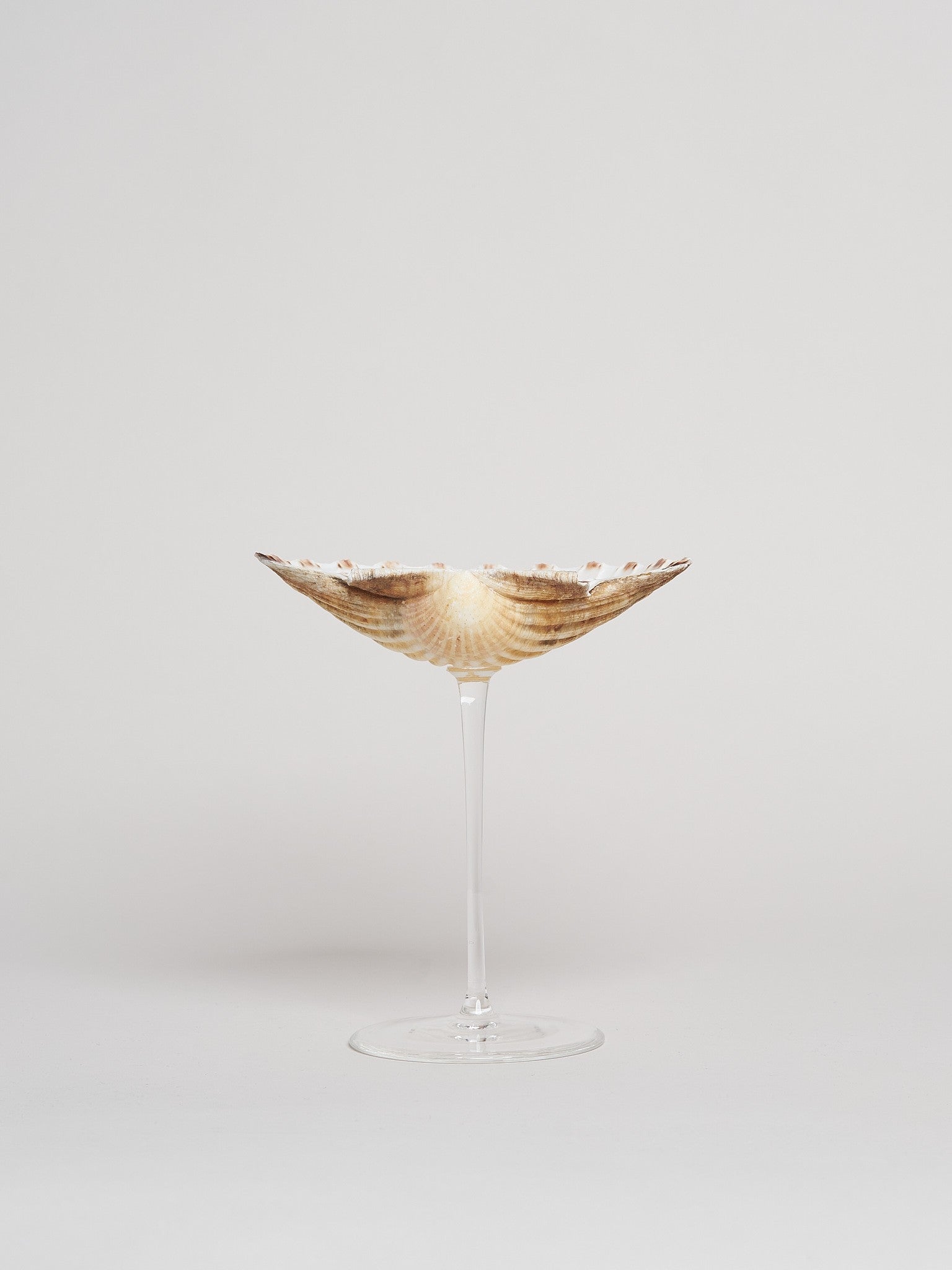 Ariel Scallop sklenice