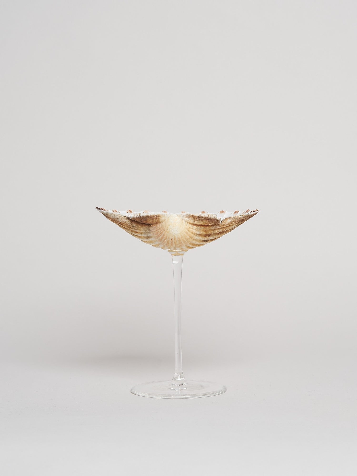 Ariel Scallop glass