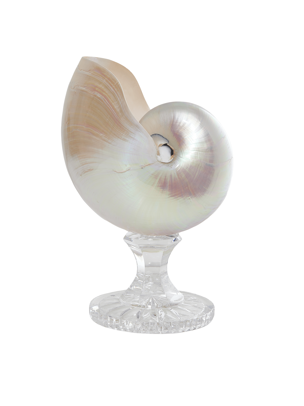 Nautilus vase