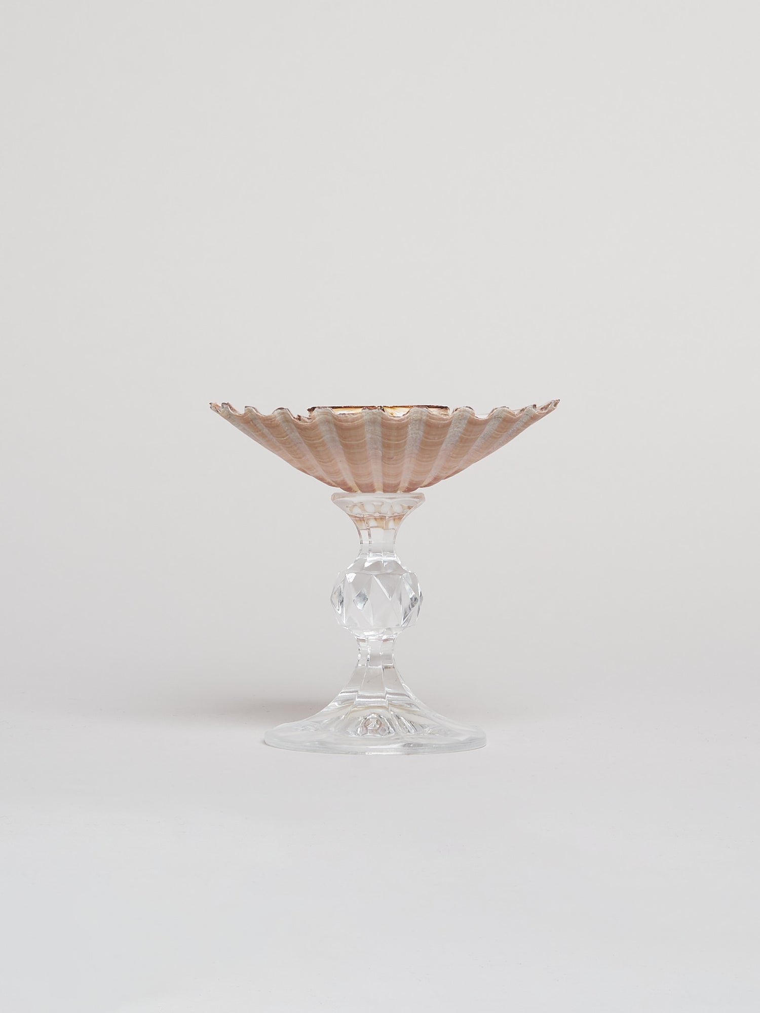 Ariel Scallop Glass