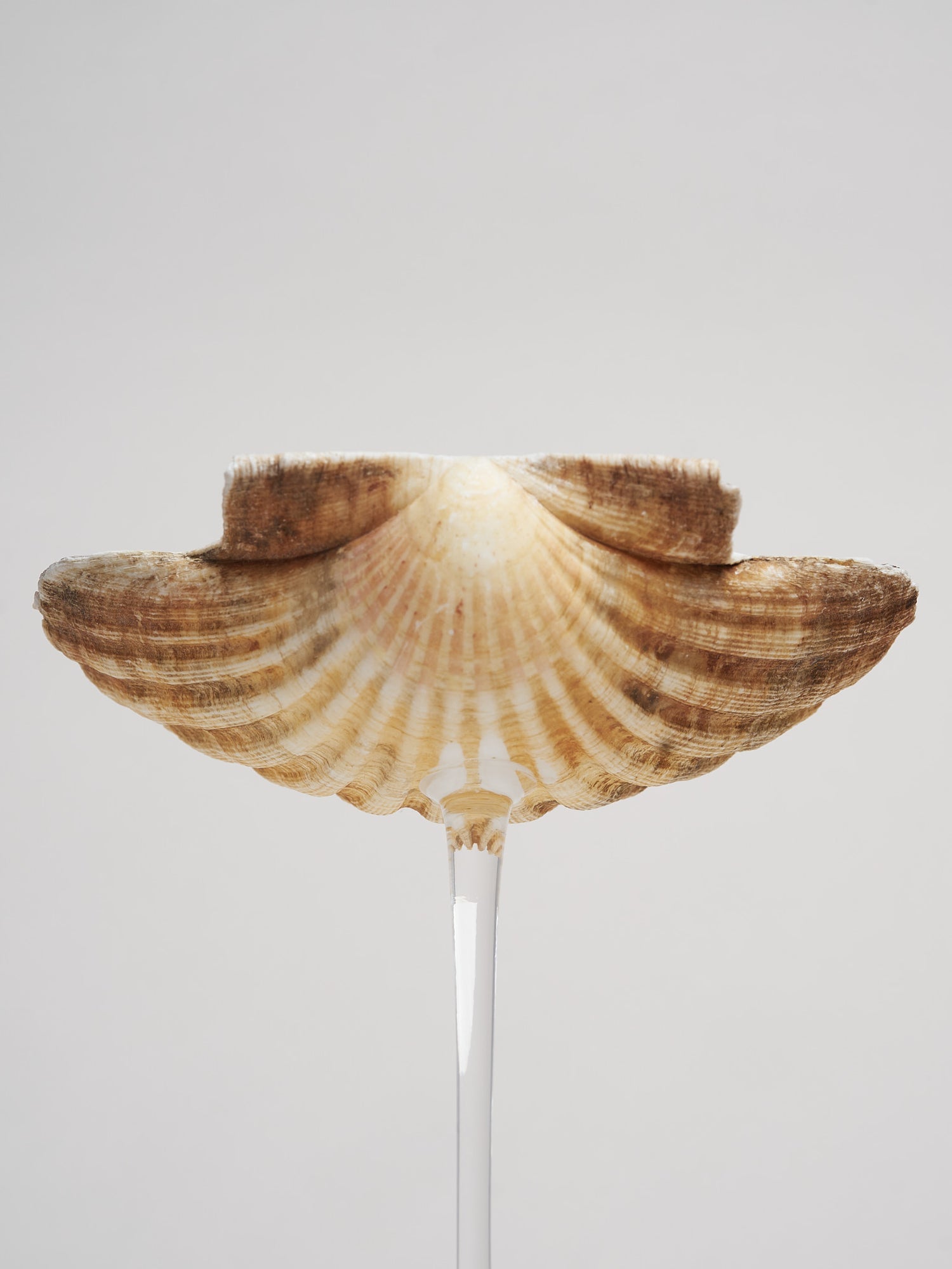 Ariel Scallop Glass