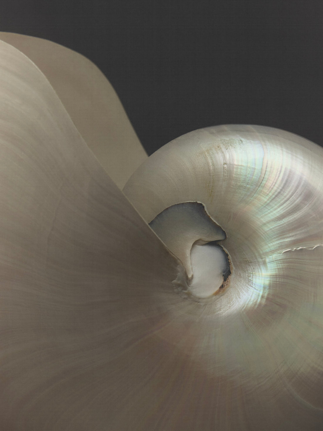 Nautilus váza