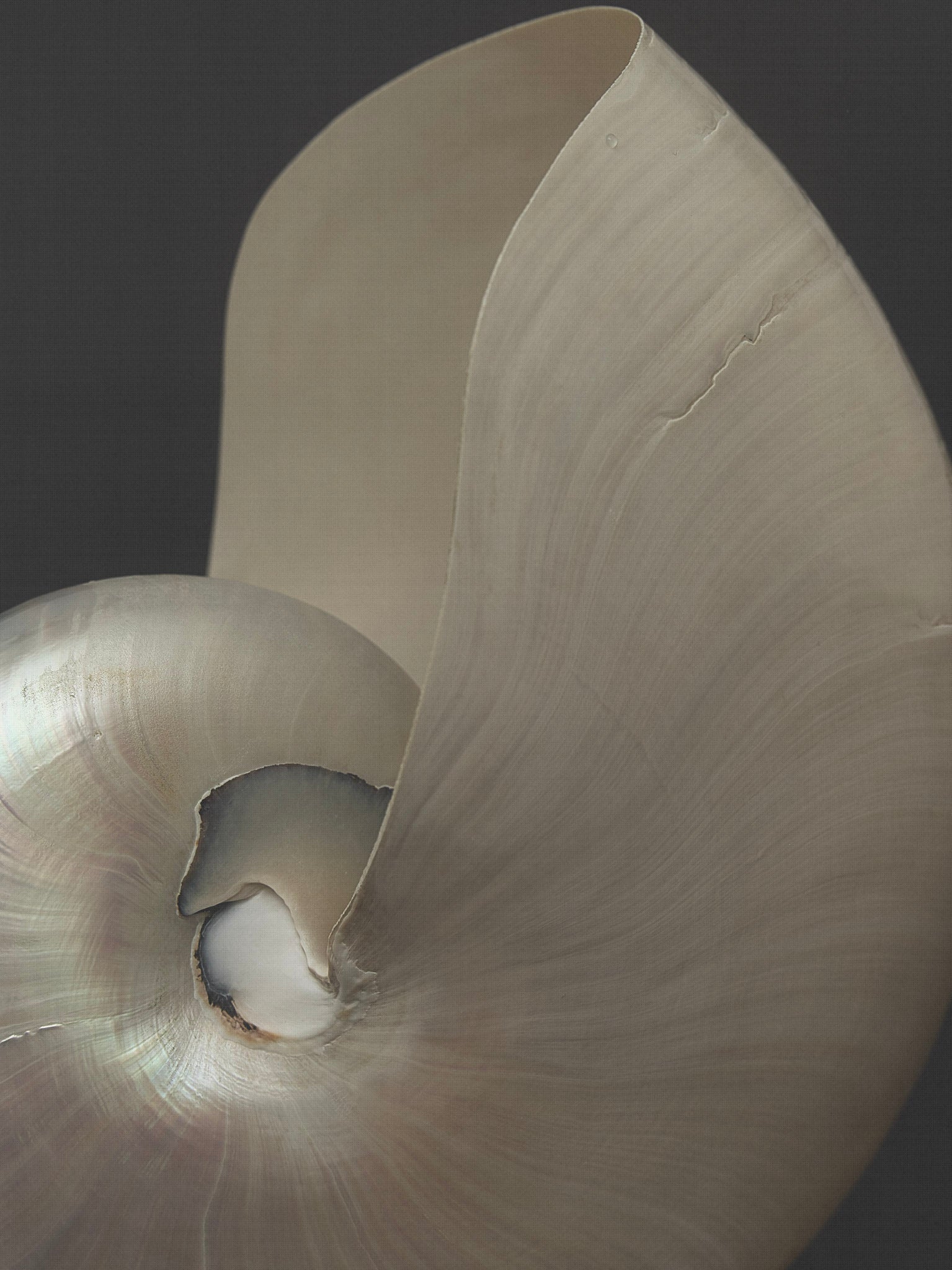 Nautilus vase