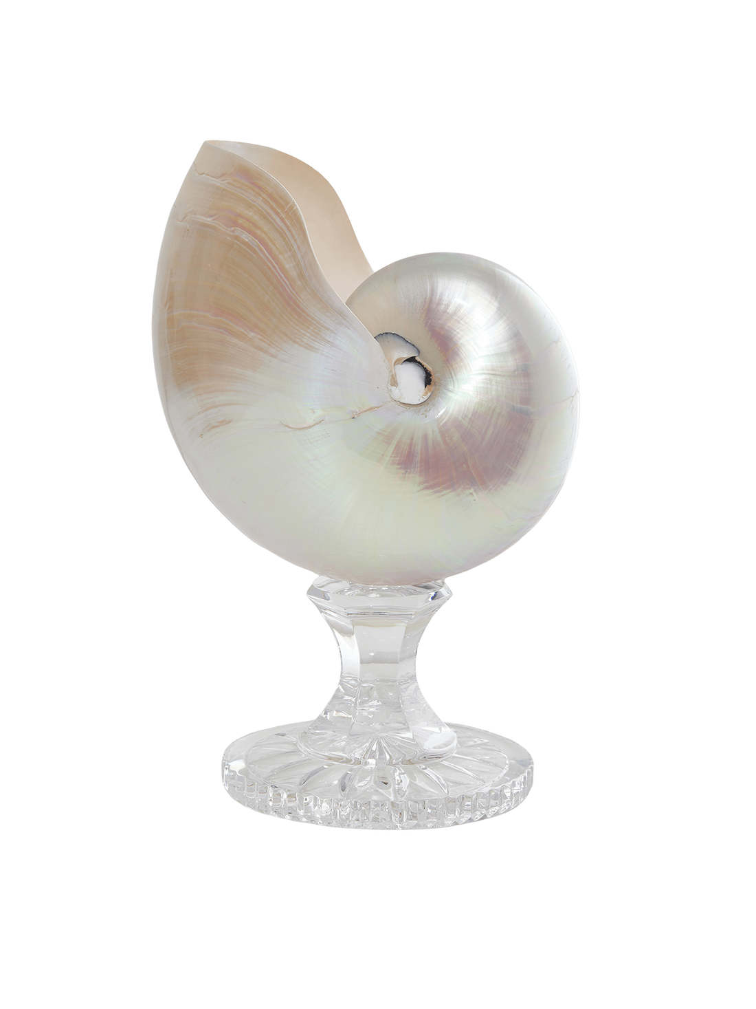 Nautilus váza